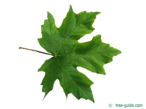 Green Maple Leaf - Tree Leaf Series