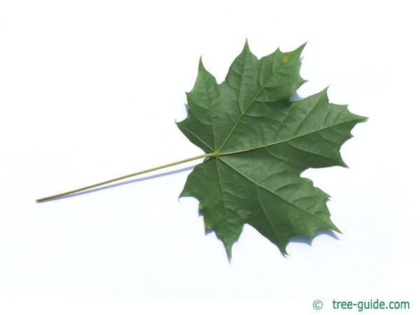 norway maple leaf type