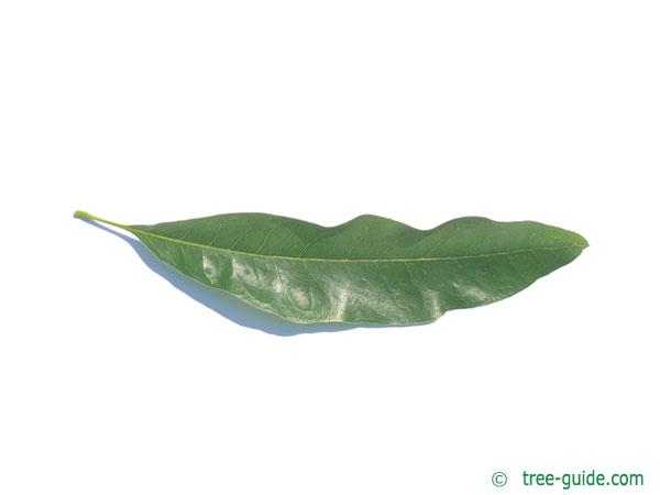 willow oak leaf identification