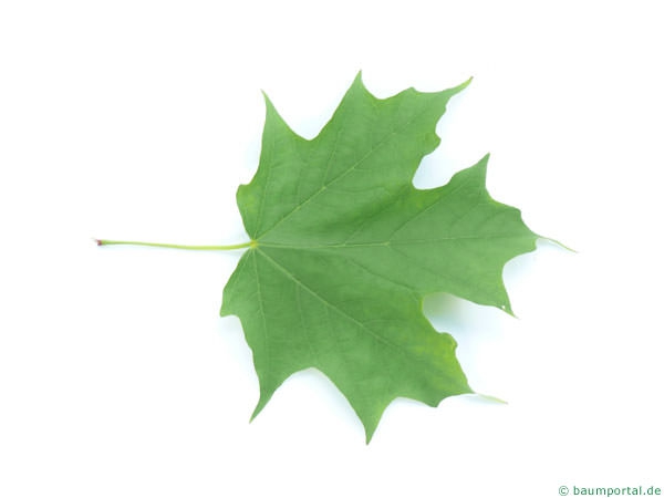 free images sugar maple leaf