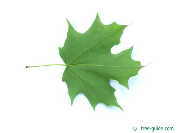 sugar maple leaf scar