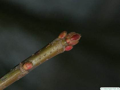 sugar maple leaf bud